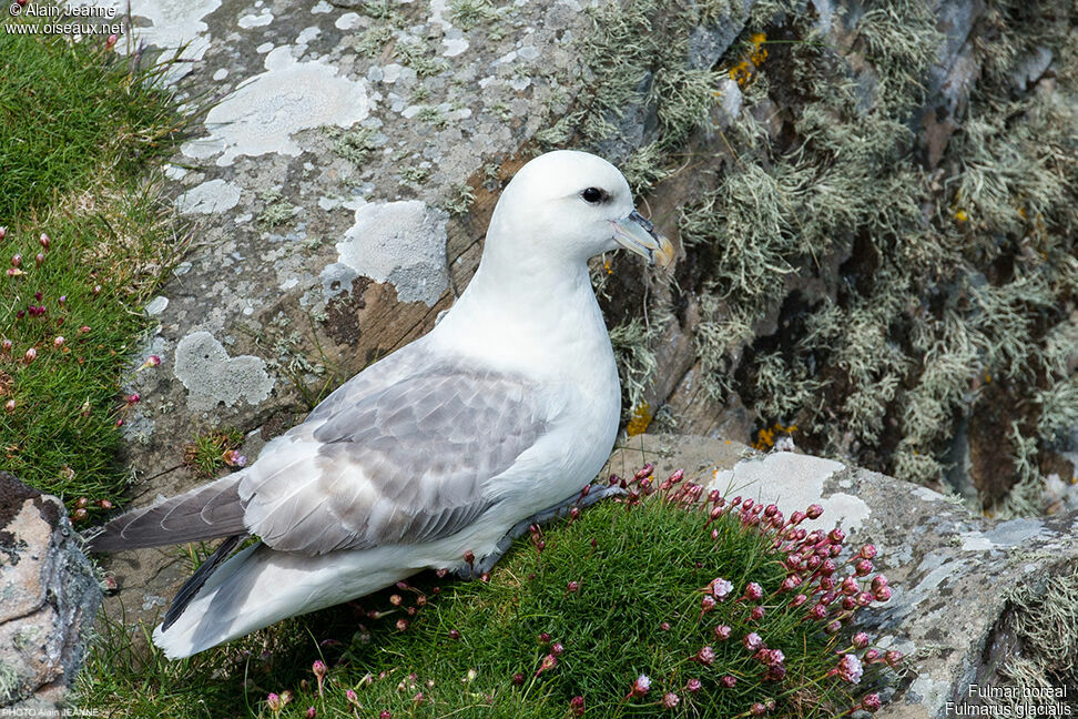 Northern Fulmar