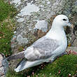 Fulmar boréal