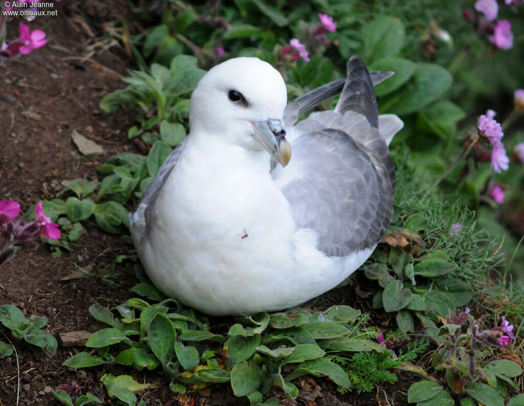 Fulmar boréal