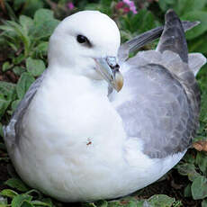 Fulmar boréal