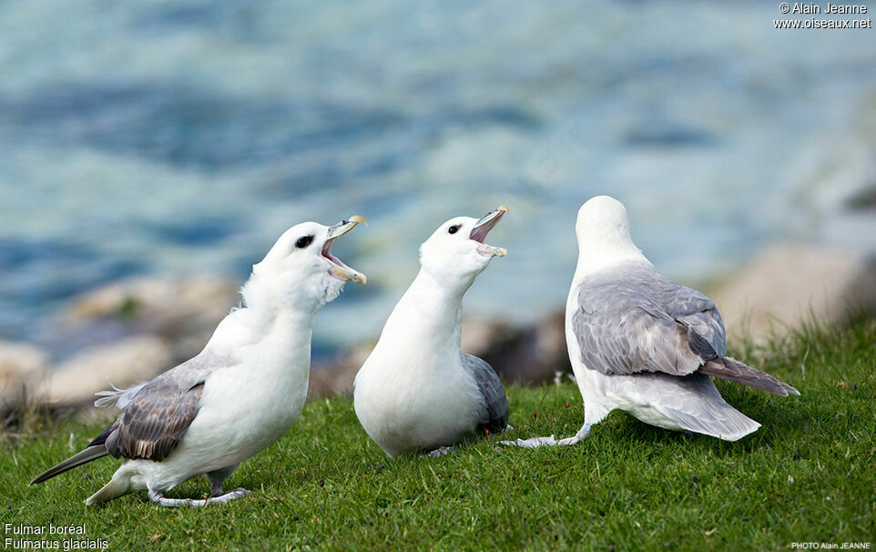 Northern Fulmar