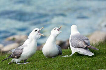 Fulmar boréal