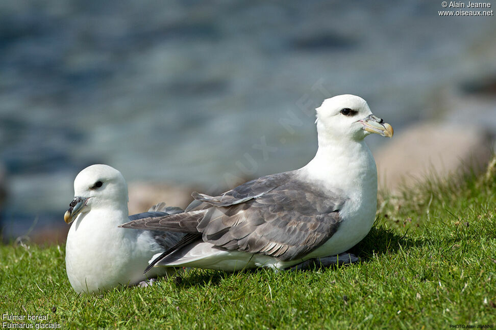 Fulmar boréal