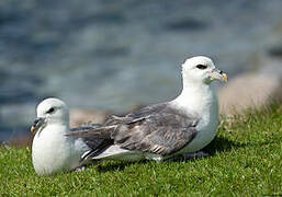 Northern Fulmar