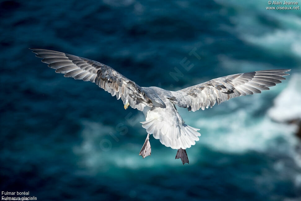 Fulmar boréal