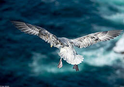 Fulmar boréal