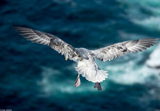 Fulmar boréal