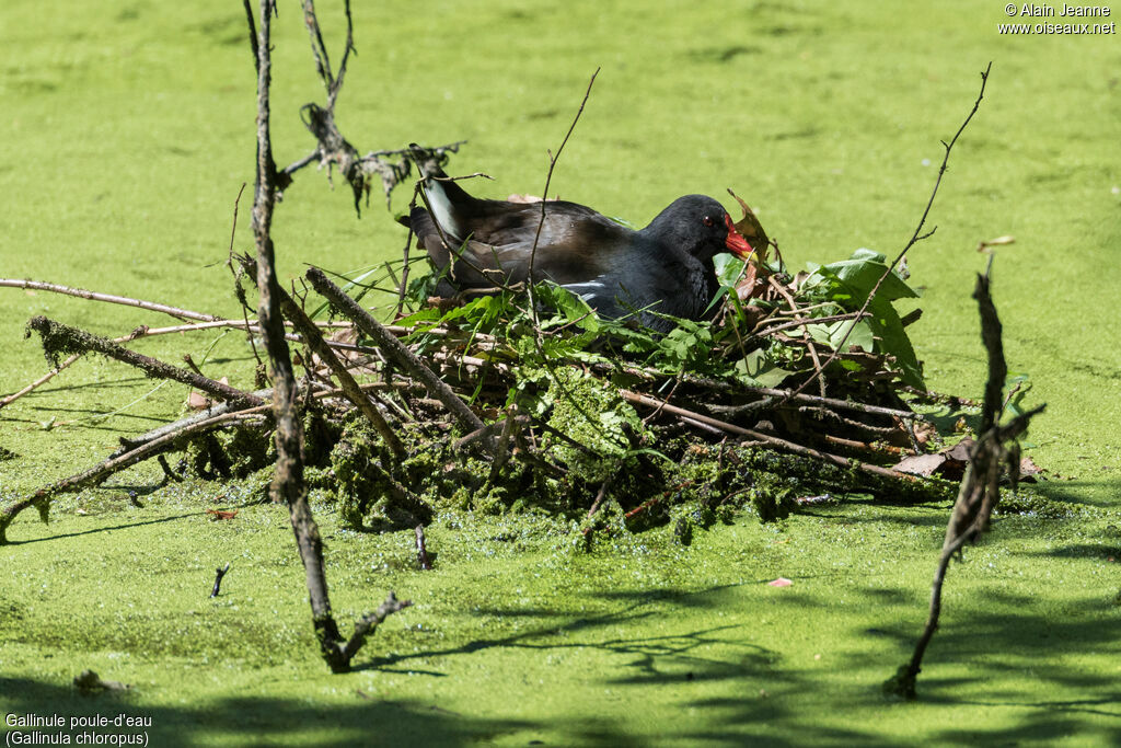 Common Moorhen, Reproduction-nesting