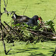 Gallinule poule-d'eau