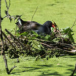 Gallinule poule-d'eau