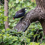 Gallinule poule-d'eau