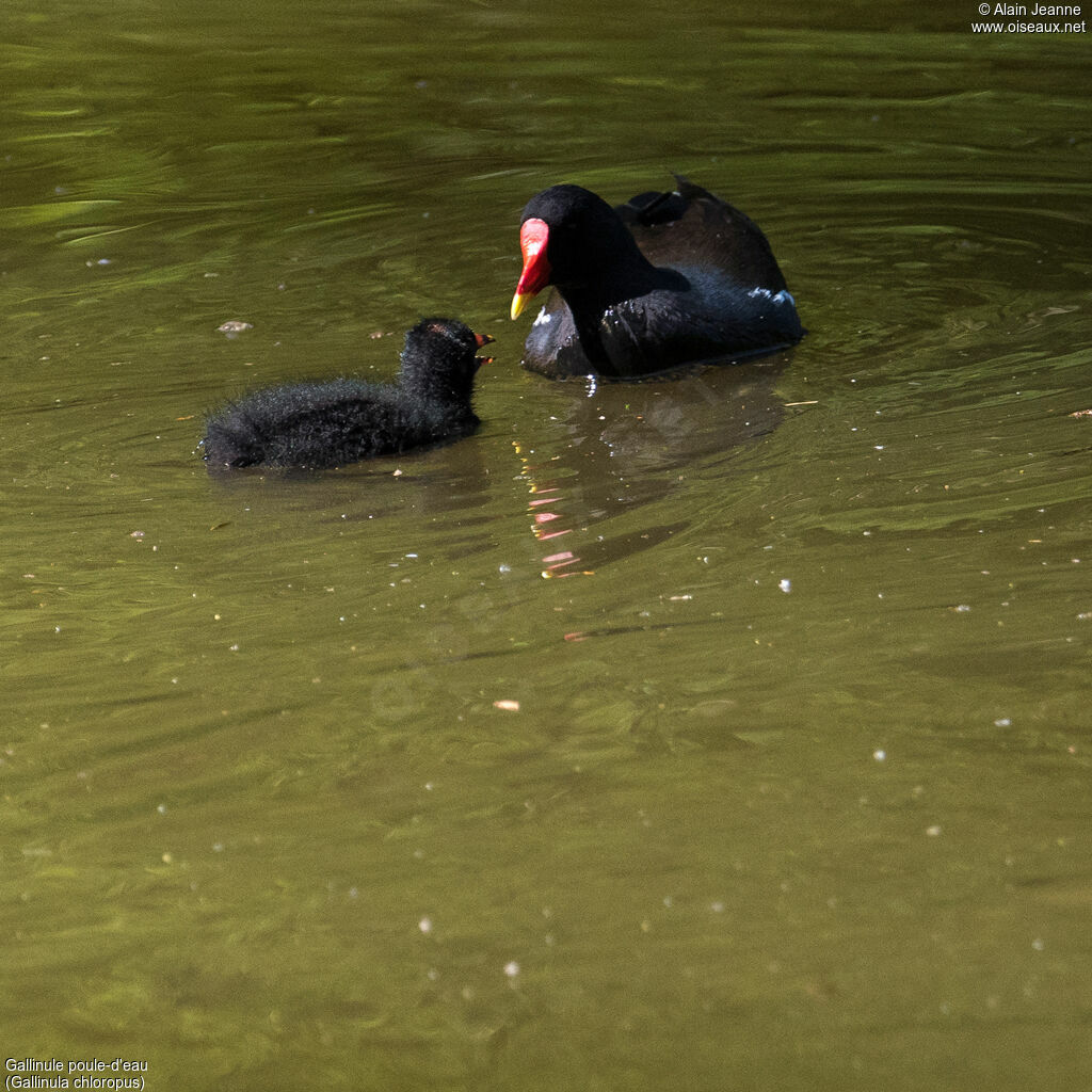 Gallinule poule-d'eau