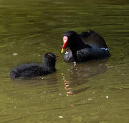 Gallinule poule-d'eau