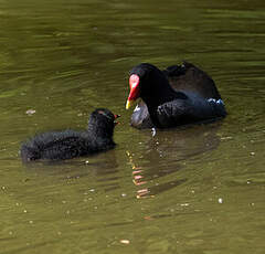 Gallinule poule-d'eau
