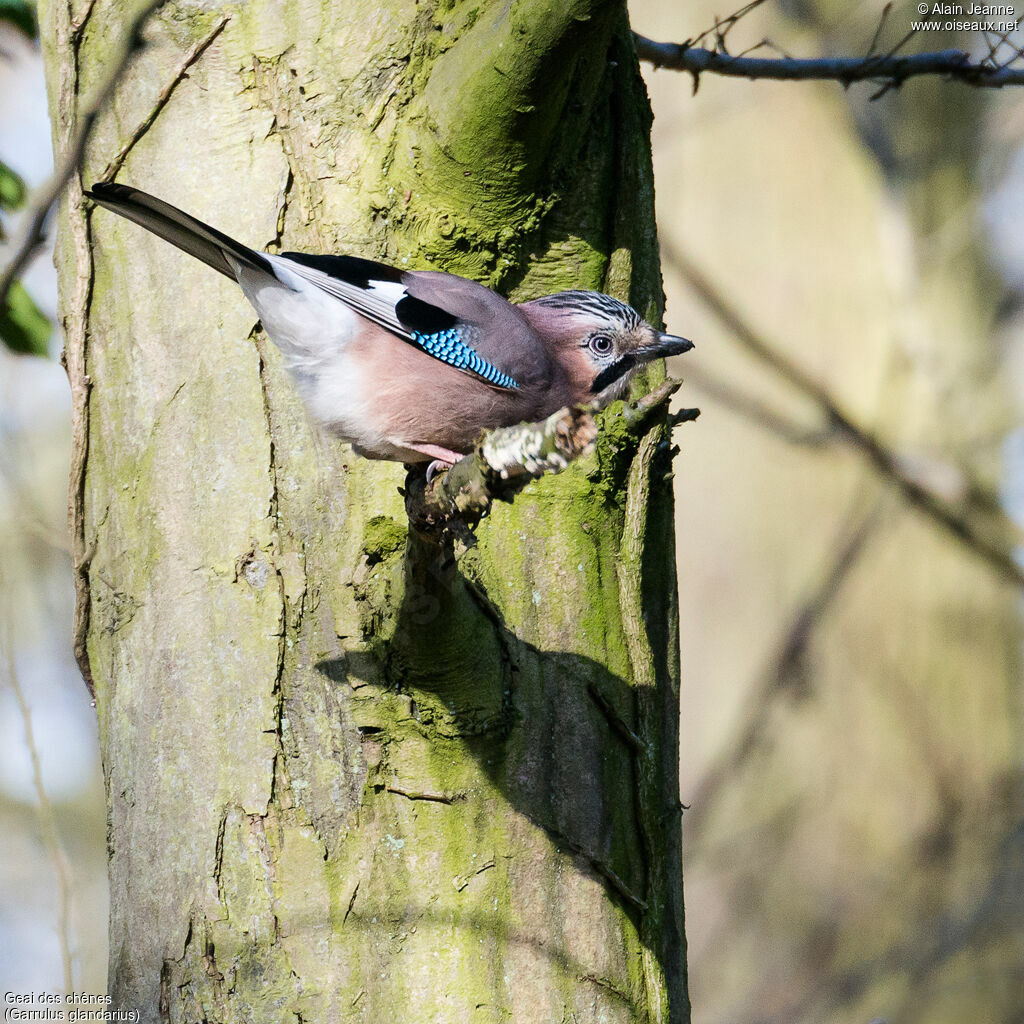 Eurasian Jay