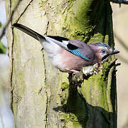 Eurasian Jay