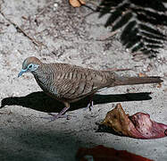 Zebra Dove