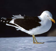 Kelp Gull