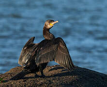 Great Cormorant