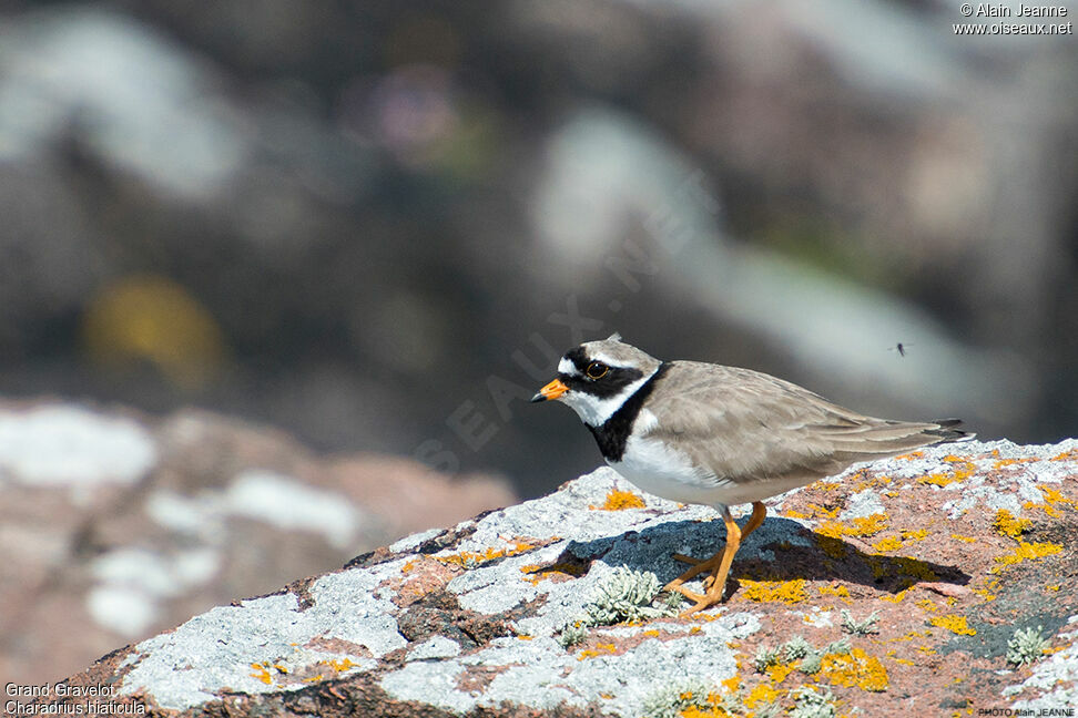 Common Ringed Plover