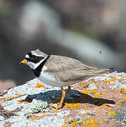 Common Ringed Plover