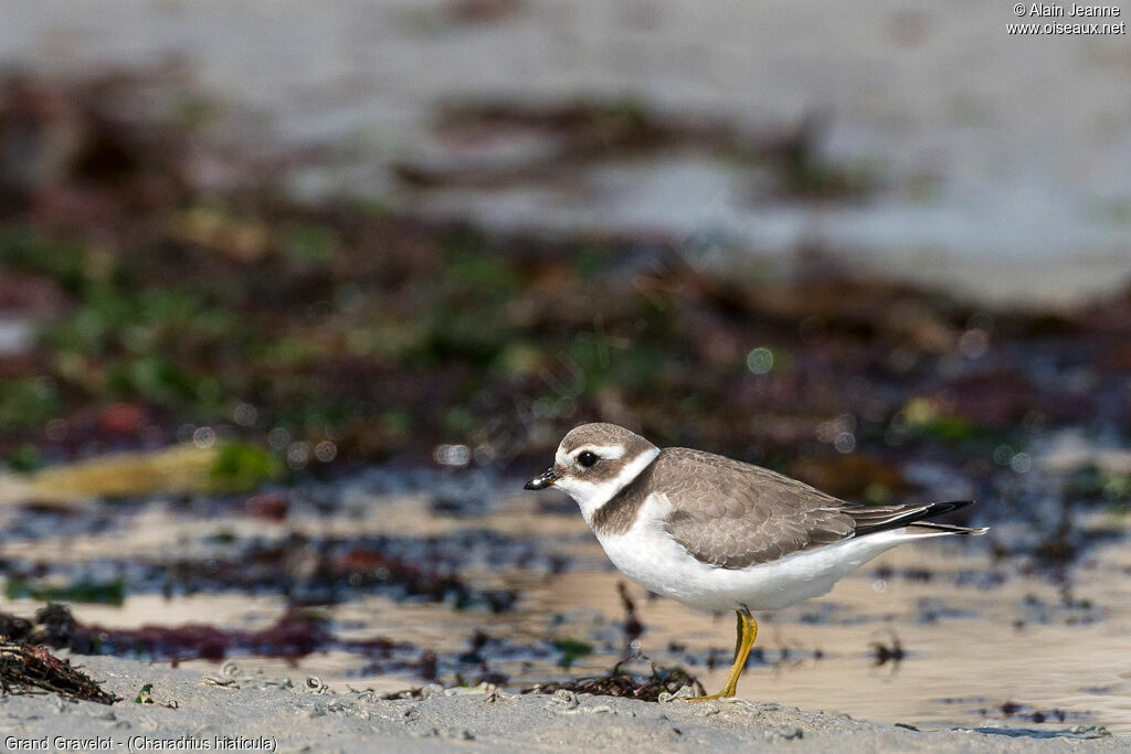 Common Ringed Ploverjuvenile