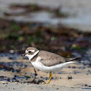 Common Ringed Plover