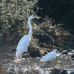 Grande Aigrette