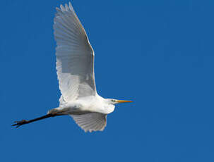 Grande Aigrette