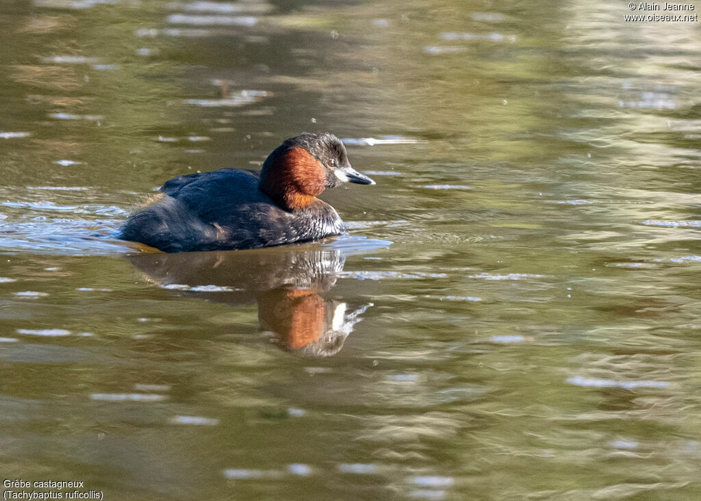 Little Grebeadult breeding, close-up portrait, swimming