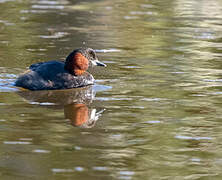 Little Grebe