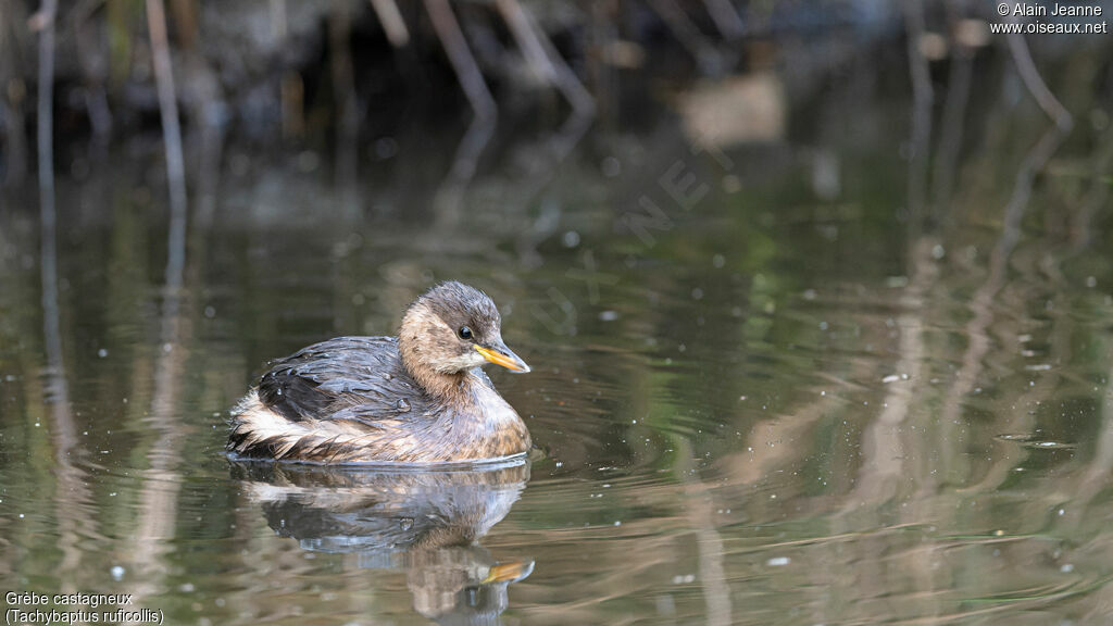 Little Grebe