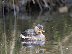 Little Grebe