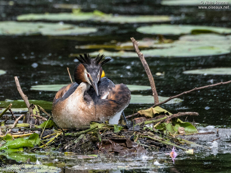 Great Crested Grebe male, Reproduction-nesting