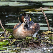 Great Crested Grebe