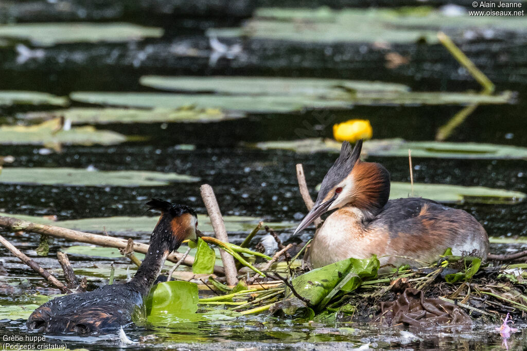 Great Crested Grebe, Reproduction-nesting