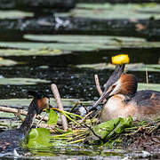 Great Crested Grebe