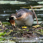 Great Crested Grebe