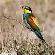 European Bee-eater