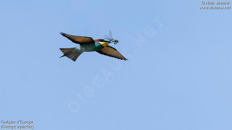 European Bee-eater, Flight, fishing/hunting