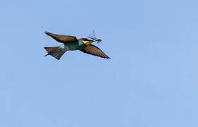 European Bee-eater