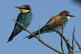 European Bee-eater