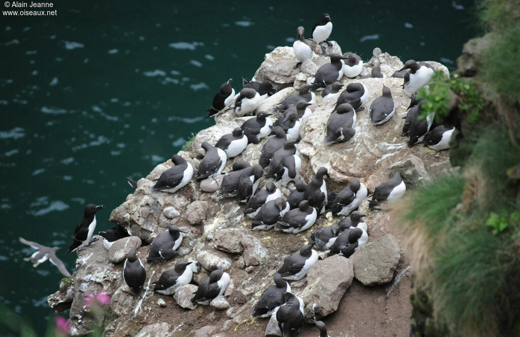 Common Murre