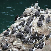 Guillemot de Troïl