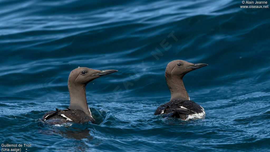 Common Murre, swimming