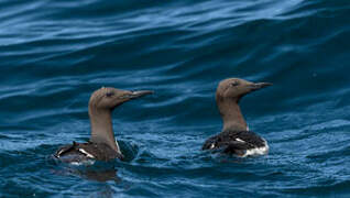 Common Murre