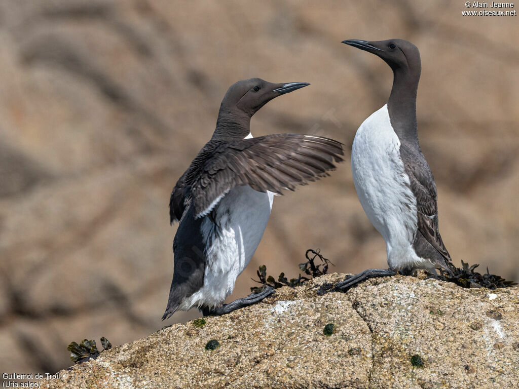 Guillemot de Troïladulte