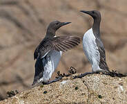 Guillemot de Troïl