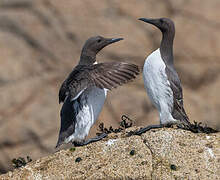 Common Murre