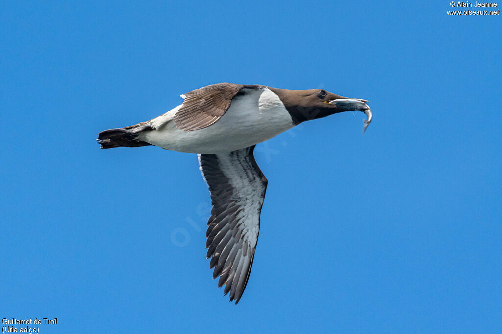 Guillemot de Troïl, Vol, pêche/chasse